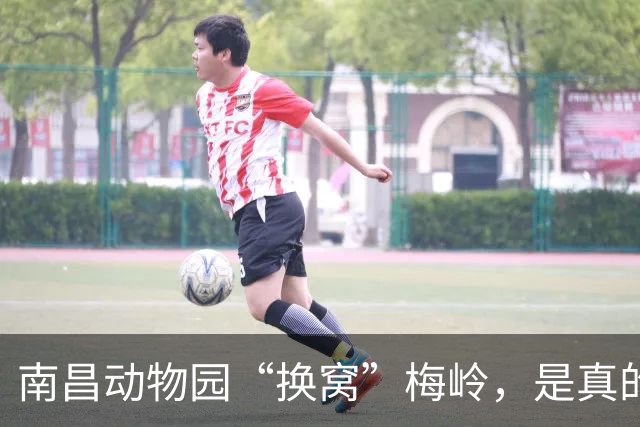 南昌动物园“换窝”梅岭，是真的吗？